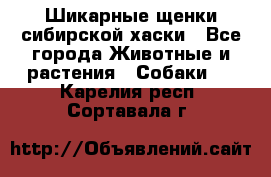 Шикарные щенки сибирской хаски - Все города Животные и растения » Собаки   . Карелия респ.,Сортавала г.